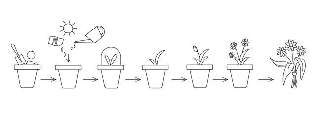 Schematic representation of planting and growing a flowers in a pot. Several stages are shown: planting seeds, watering and pre-harvest. Simple vector illustration. Can be used to form articles