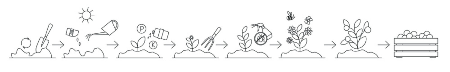 Schematic representation of planting and growing a plant in open ground. All stages of cultivation from sowing to harvest are shown, and plant care is also shown. Can be used to design articles, sites