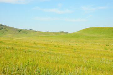 Beautiful hilly steppe overgrown with tall grass under a clear summer sky.