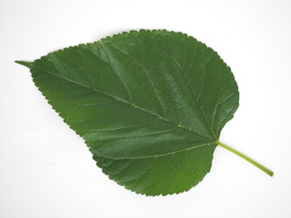 Mulberry leaves on white background. closeup photo, blurred.