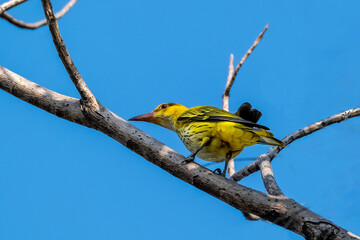 The Juvenile bird of Black-naped oriole (Oriolus chinensis). It is a passerine bird in the oriole family that is found in many parts of Asia.