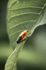 Insect Resting on a Green Leaf