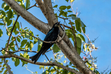 A beautiful Black Drongo (Dicrurus macrocercus), perching on the branch