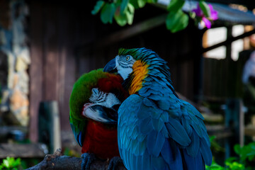 blue and yellow macaw with Red and Green Macaw