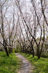 Walking path covered with fallen sakura petals in between blooming cherry blossom trees. Springtime in a park.