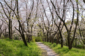 Walking path covered with fallen sakura petals in between blooming cherry blossom trees. Springtime in a park.