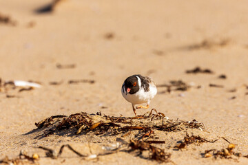 A Hooded Dotterel AKA Hooded Plover (Thinornis rubricollis showing its black head and a white nape, and the black hindneck collar extends around and forks onto the breast.