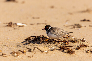 A Hooded Dotterel AKA Hooded Plover (Thinornis rubricollis showing its black head and a white nape, and the black hindneck collar extends around and forks onto the breast.