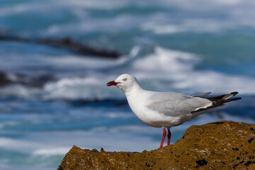 The Silver Gull has a white head, tail and underparts, with a light grey back and black-tipped wings. In adult birds the bill, legs and eye-ring are bright orange-red.