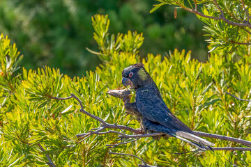 Yellow-tailed Black Cockatoo (Calyptorhynchus funereus) feeding in a tree