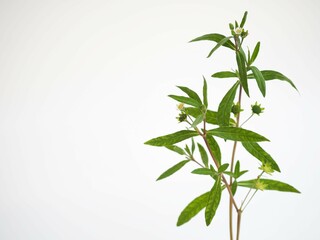 Obraz premium Eclipta prostrata commonly known as false daisy, in Sanskrit,used as ayurvedic or herbal medicine for hair-fall. closeup photo, blurred.