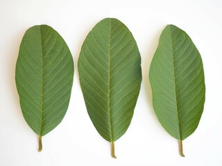 Leaves guava on white background. closeup photo, blurred.