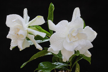 Gardenia flower is in full bloom. This fragrant white flower has the scientific name Gardenia...