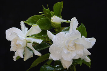 Gardenia flower is in full bloom. This fragrant white flower has the scientific name Gardenia...