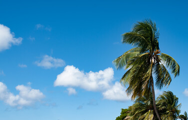 A view of palm trees blowing in the wind against a background of a blue sky with white clouds....