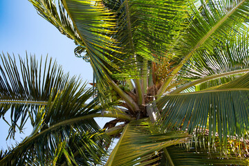 Obraz na płótnie Canvas A coconut tree with leaves blowing in the wind against the sky