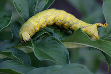 A tobacco hornworm is eating a young leave. This bright green caterpillar has the scientific name Manduca secta. 