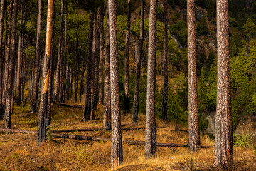 A wide view of pine trees standing straight with dry undergrowth during autumn season 