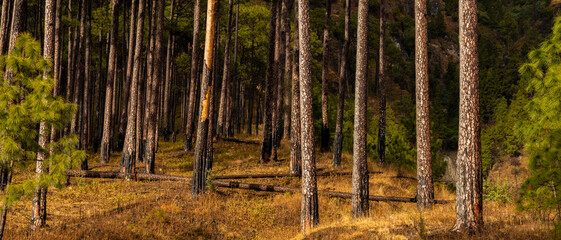 A panorama of trees standing straight with dry undergrowth during autumn season 