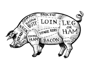 Ink black and white drawing of a pig butcher's diagram 
