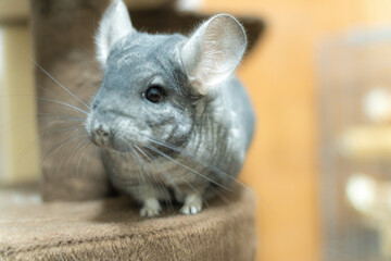 部屋んぽ中のチンチラ・スタンダードグレー