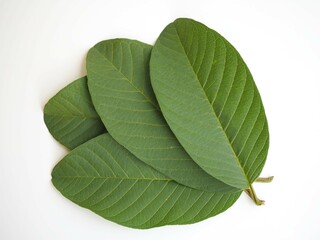 Fototapeta premium Organic guava leaves isolated on white background. closeup photo, blurred.