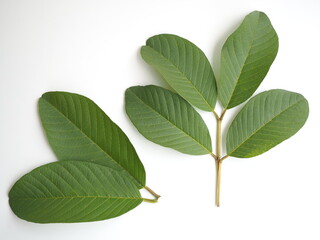 Leaves of guava on white background. closeup photo, blurred.
