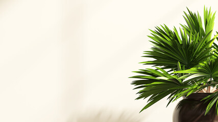 Obraz premium 3D render closeup of Pritchardia pacifica or fiji fan palm tree, decoration tropical plants trends, air purifier, in pot in room with beautiful leaves morning sun light shadow on beige wall background
