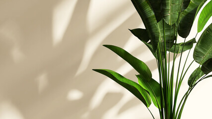 3D render of healthy green leaves banana tree, decoration tropical plants trends, air purifier, in room with beautiful morning sun light shadow on blank beige wall in background.