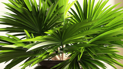 Obraz na płótnie Canvas 3D render closeup of Pritchardia pacifica or fiji fan palm tree leaves, decoration tropical plants trends, air purifier, in pot in room with beautiful morning sun light on beige wall background