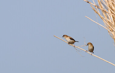 Paddyfield Pipit - Anthus novacseelandiae, sitting on paddyfield, blue sky background