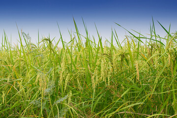 Fully grown paddy in a paddy field, green agriculture land, rural image of West Bengal, India. Paddy is the biggest agricultural product of rural India, especially in West Bengal, India.