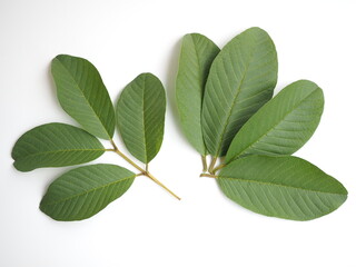 Guava leaves on white background. concept is Thai herbal for helps to stop bad breath, gingivitis treatment, lower blood sugar. closeup photo, blurred.