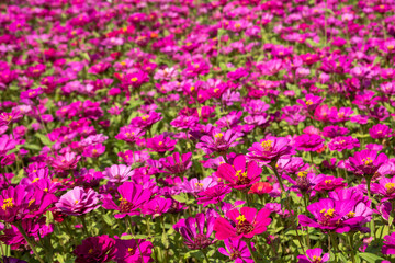Obraz premium pink and purple cosmos flowers farm