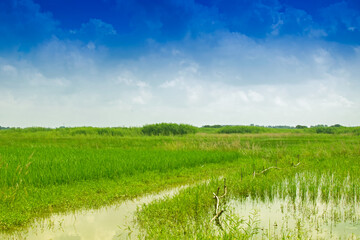 Beautiful rural landscape of Paddy field, blue sky , Howrah, West Bengal, India
