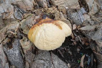 Big Polyporous fungus, a common fungus on old tree trunk. Howrah, West Bengal, India. - obrazy, fototapety, plakaty