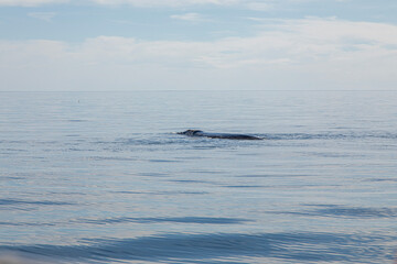 Fototapeta premium humpback tail