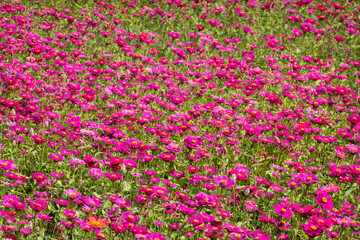 colorful cosmos flowers farm