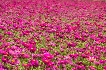 colorful cosmos flowers farm
