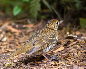 A Bassian Thrush (Zoothera lunulata) on the ground.