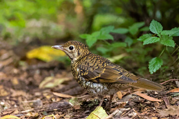 A Bassian Thrush (Zoothera lunulata) on the ground.