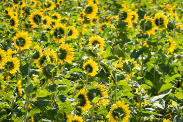 Obraz na płótnie Canvas sunflowers farm with yellow flowers