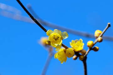 Japanese early spring tree flower 
