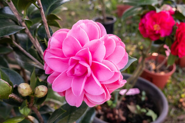 pink camellia flowers