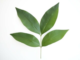 Golden shower leaves on white background. closeup photo, blurred.