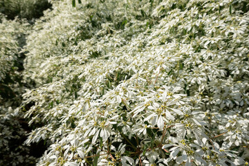 white pascuita flowers