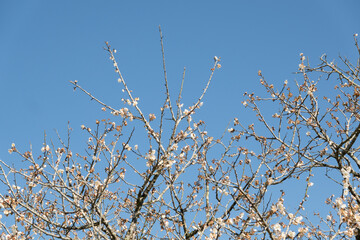 landscape of white plum blossom