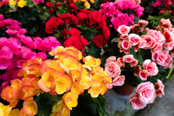 beautiful camellia flowers