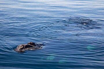 duck in the water