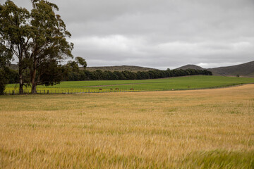 field of wheat